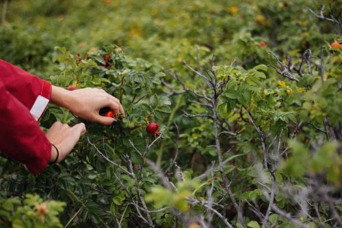 Pickin' Time